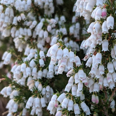 Erica lusitanica - Bruyere du portugal