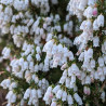 Erica lusitanica - Bruyere du portugal