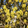 Cornus mas - Cornouiller mâle