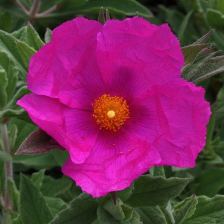 Cistus pulverulentus Sunset - Ciste pulvérulent