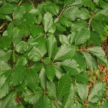 Hêtre commun - Fagus sylvatica