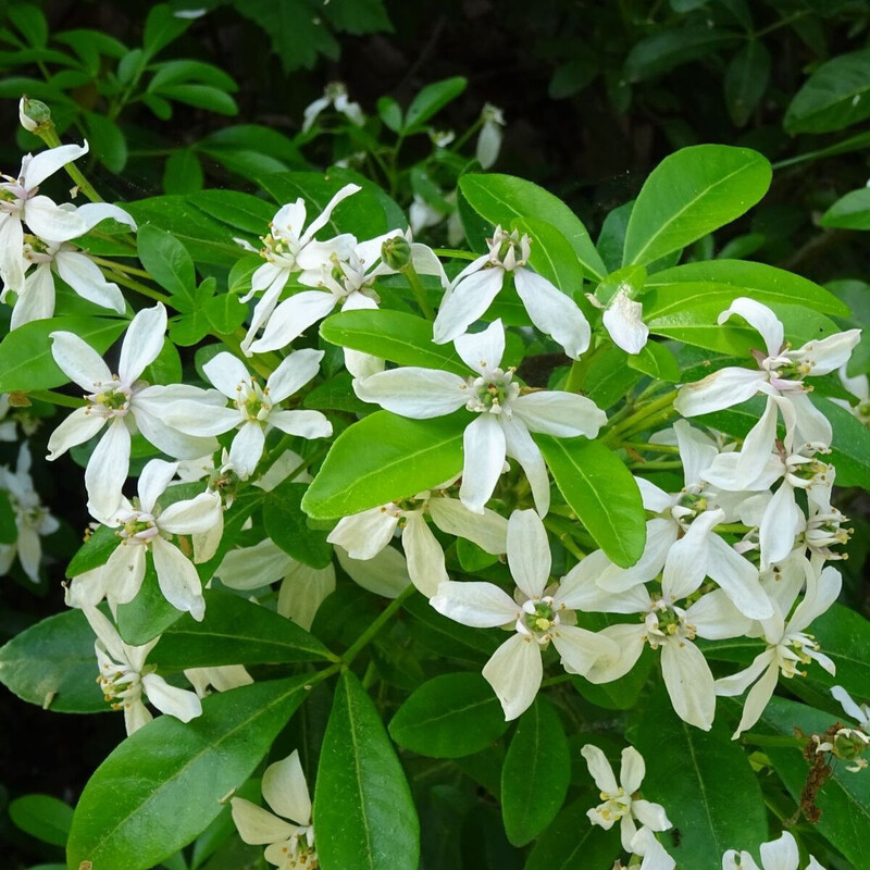 Choisya ternata - Oranger du Mexique