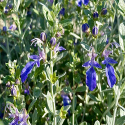 Teucrium fruticans Azureum