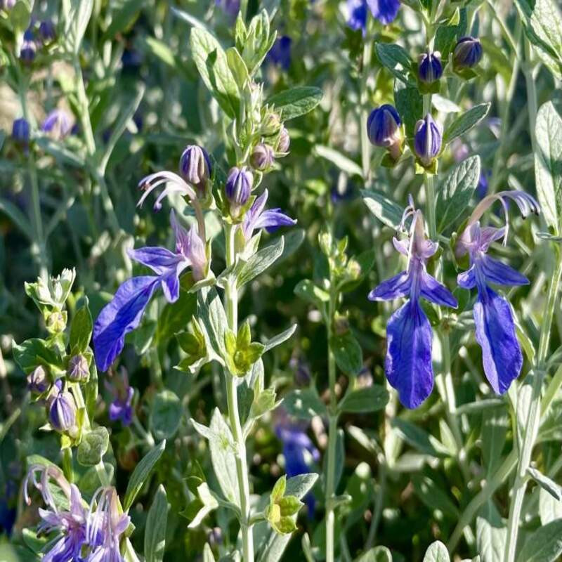 Teucrium fruticans Azureum