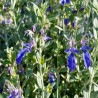 Teucrium fruticans Azureum