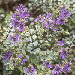 Hebe pimeleoides Quicksilver - Véronique arbustive