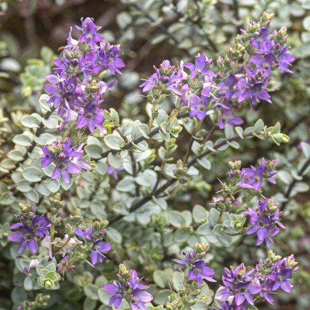 Hebe pimeleoides Quicksilver - Véronique arbustive