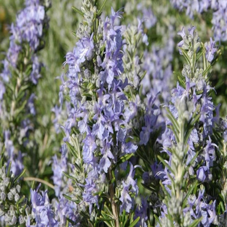 Romarin rampant - Rosmarinus officinalis Prostratus