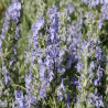 Romarin rampant - Rosmarinus officinalis Prostratus