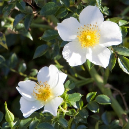 Rosier Sans Contraintes Rose du Soleil