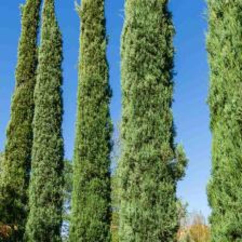 Cupressus sempervirens Stricta blue - Cyprès - Totem