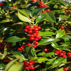 Houx d'ornement - Ilex Nellie R. Stevens