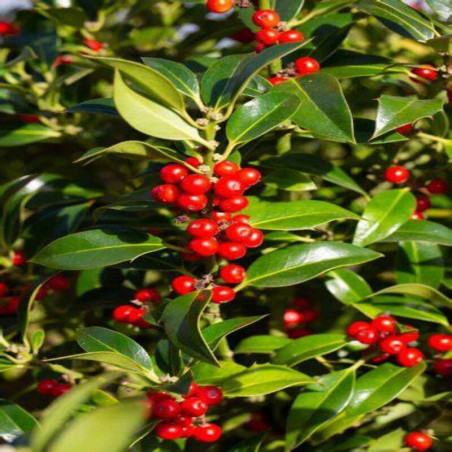 Houx d'ornement - Ilex Nellie R. Stevens
