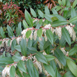 Leucothoe fontanesiana Whitewater