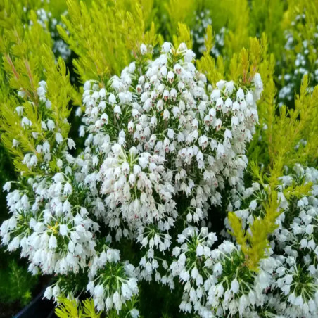 Erica arborea Estrella Gold - Bruyère arborescente