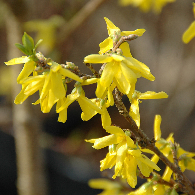 Forsythia intermedia 'Spring Glory' - Mimosa de Paris 'Spring Glory'