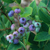 Myrtillier d’Amérique Elliott - Vaccinium corymbosum