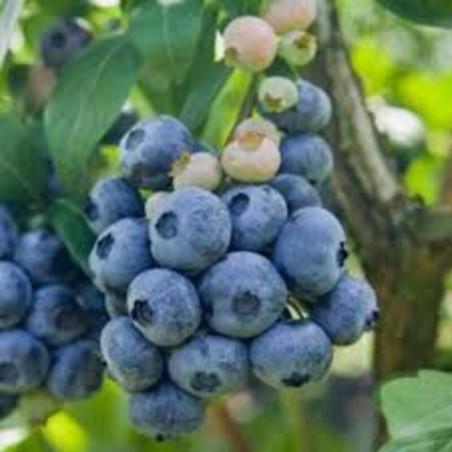 Myrtillier Chandler - Vaccinium corymbosum