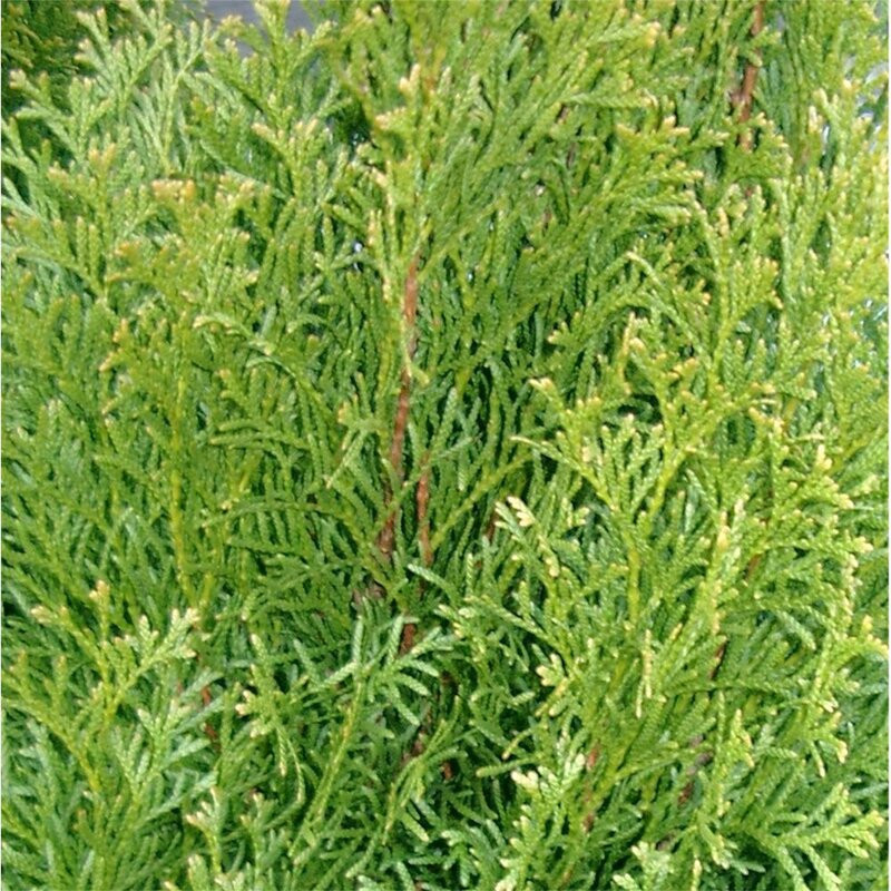 Thuya du Canada - Thuja occidentalis Smaragd