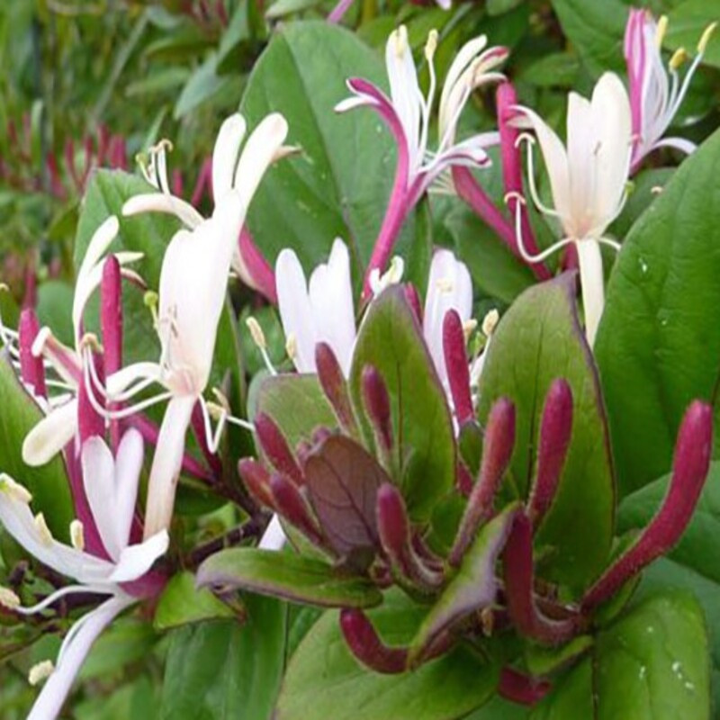 Chèvrefeuille sinensis - Lonicera