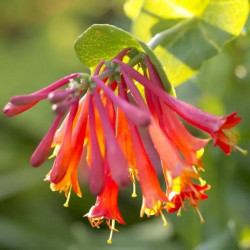 Chèvrefeuille Scarlet - Lonicera