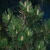 Pin noir d'Autriche - Pinus nigra nigra