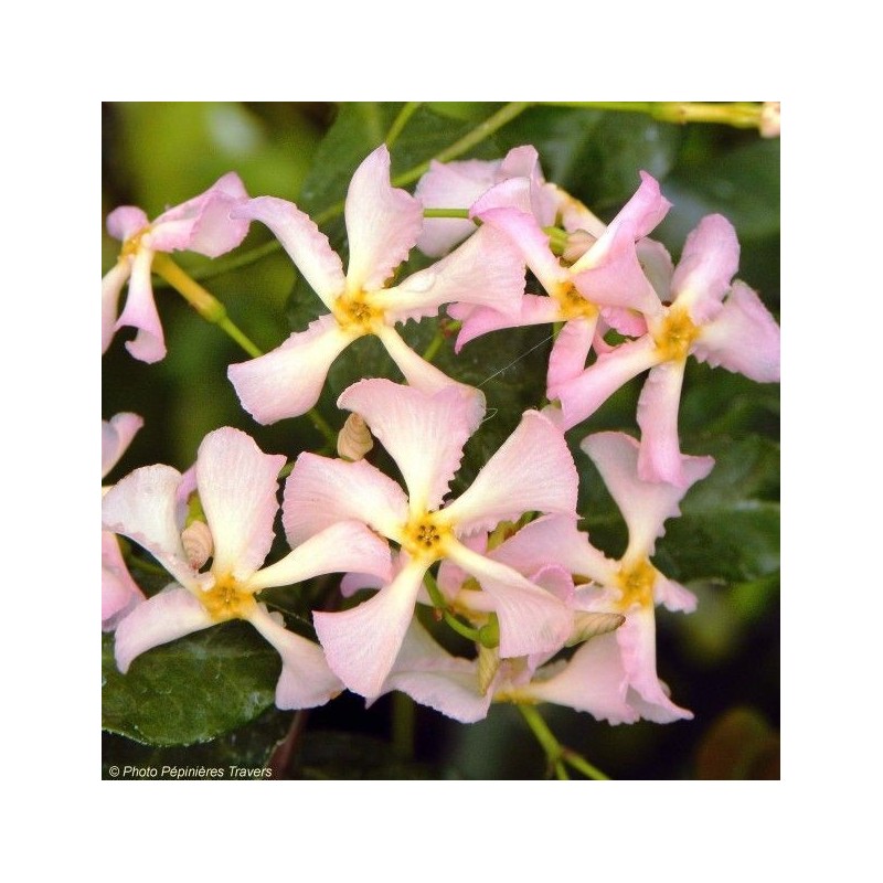 Trachelospermum jasminoides rose- Jasmin étoilé rose