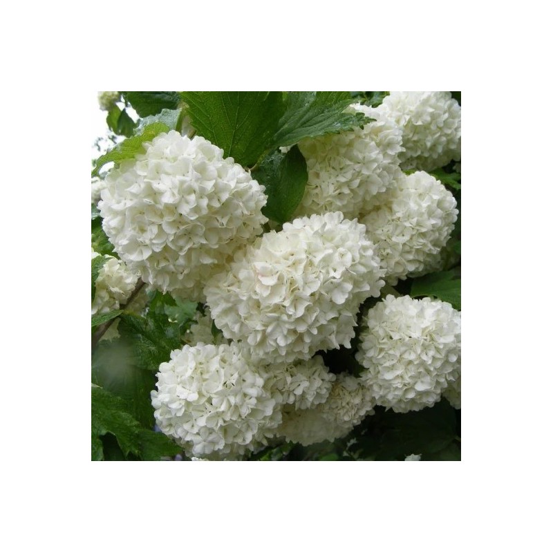 Viorne Boule de Neige - Viburnum opulus Roseum