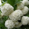 Viorne Boule de Neige - Viburnum opulus Roseum