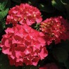 Hydrangea macrophylla Red Baron - Hortensia Red Baron