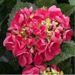 HYDRANGEA macrophylla Grandmont - Hortensia Grandmont