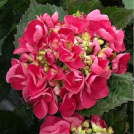 HYDRANGEA macrophylla Grandmont - Hortensia Grandmont