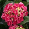 HYDRANGEA macrophylla Grandmont - Hortensia Grandmont