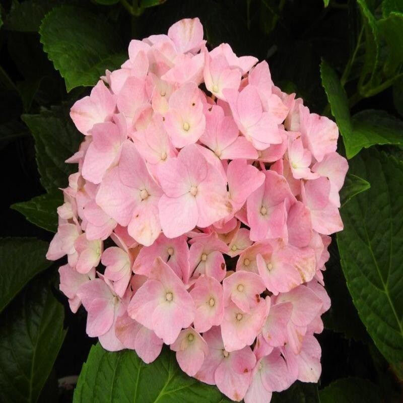 Hydrangea macrophylla Belle Séduction - Hortensia Belle Séduction