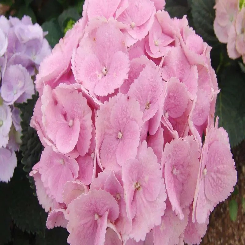 Hydrangea macrophylla  Lady Séduction - Hortensia macrophylla Lady Séduction
