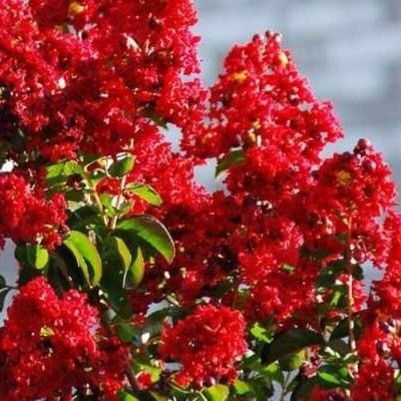 Lagerstroemia indica Red imperator - Lilas des Indes Rouge