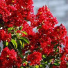 Lagerstroemia indica Red imperator - Lilas des Indes Rouge