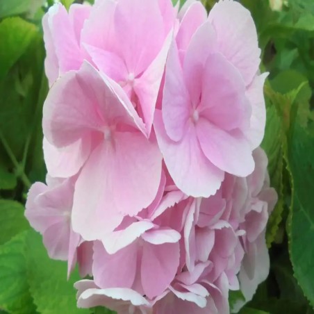 Hortensia macrophylla Sweet Séduction - Hydrangea macrophylla Sweet Séduction