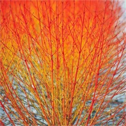 Cornus sanguinea Mid Winter Fire - Cornouiller sanguin