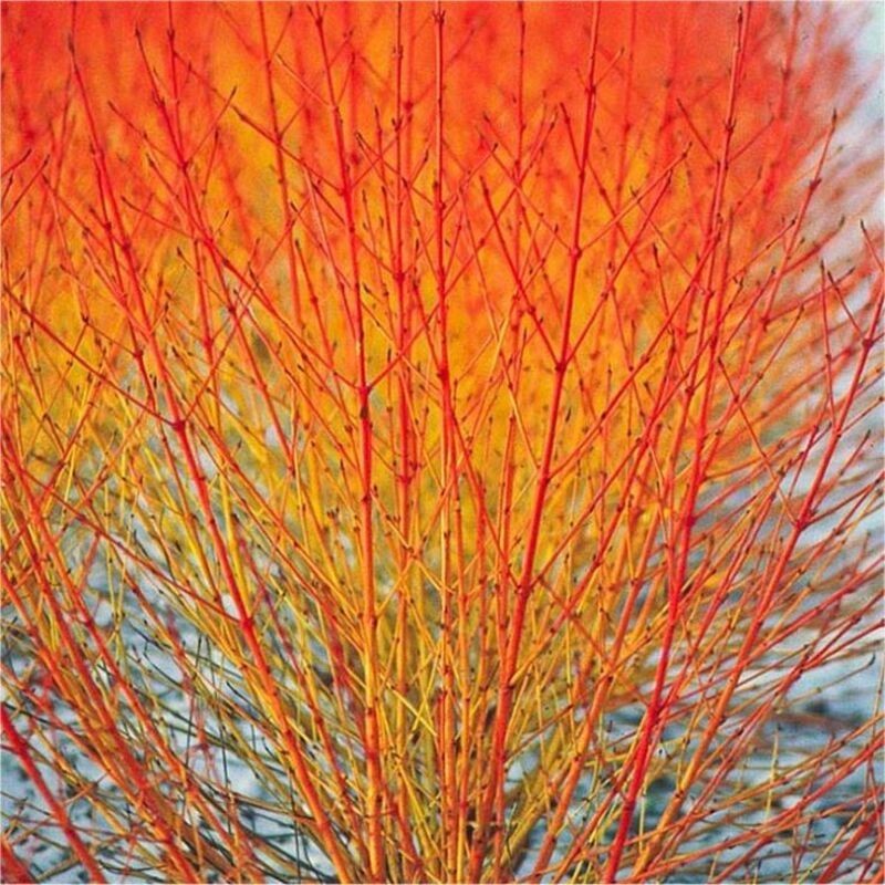 Cornus sanguinea Mid Winter Fire - Cornouiller sanguin