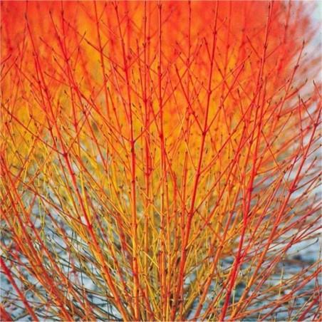 Cornus sanguinea Mid Winter Fire - Cornouiller sanguin