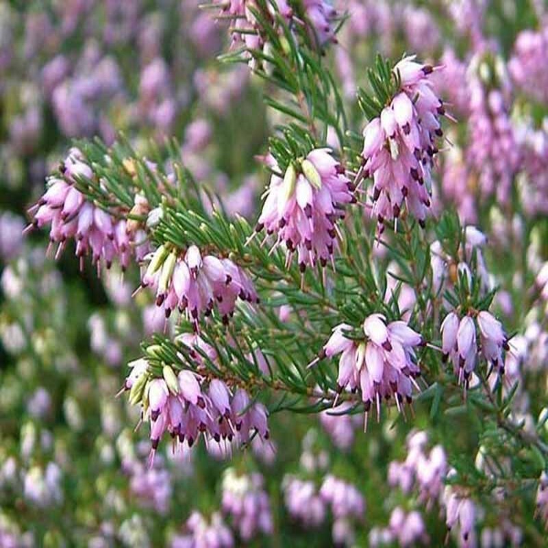 Erica darleyensis Ghost Hills - Bruyère d'hiver