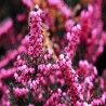 Erica x darleyensis Kramer's Rote - Bruyère d'Hiver