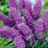 Buddleia davidii Nanho Purple - Arbre aux papillons nain violet