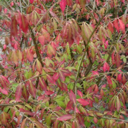 Euonymus alatus - Fusain ailé