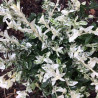 Euonymus fortunei Harlequin - Fusain persistant panaché