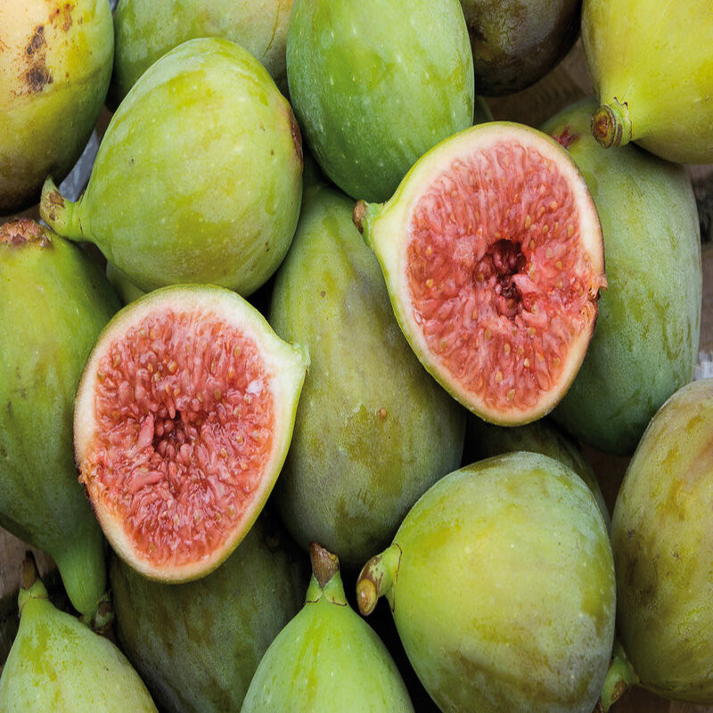 Figuier Madeleine des 2 saisons