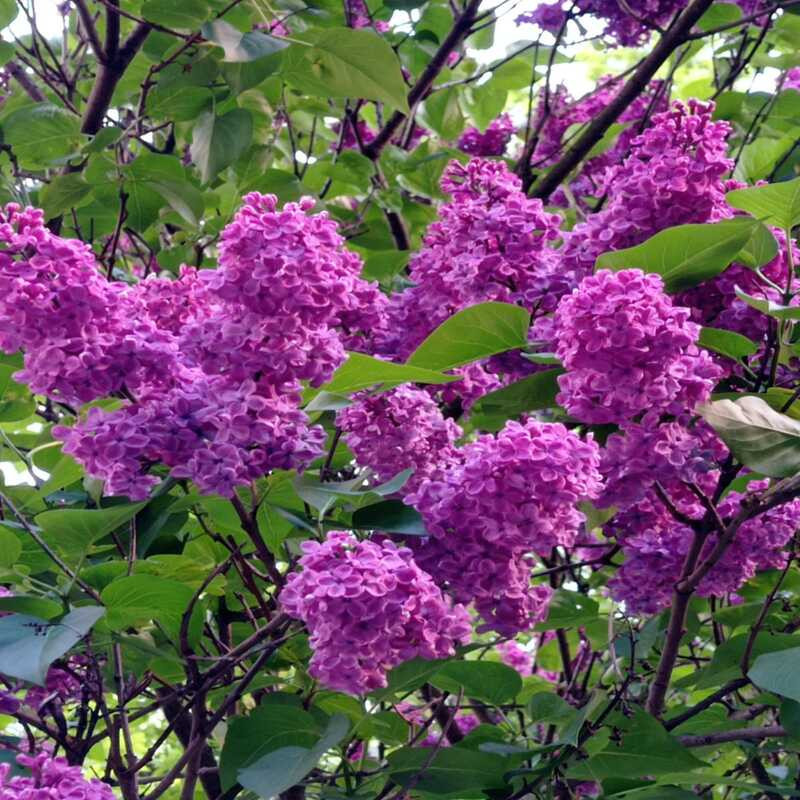 Lilas - Syringa vulgaris Prince Wolkonsky