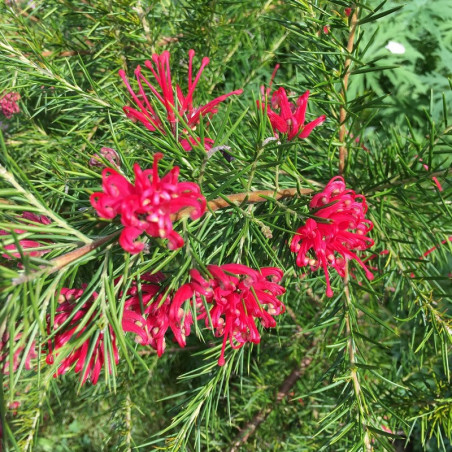 Grevillea juniperina - Grévillée à feuilles de genévrier