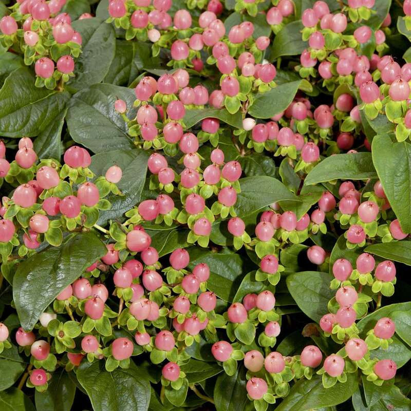 Hypericum miracle blossom - Millepertuis